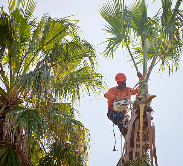 Palm Tree Trimming in Nanticoke, PA